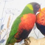 Baby Rainbow lorikeet talking Parrot in Nottingham