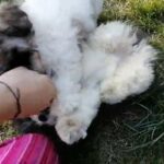 Adorable loving playful Shih Tzu x Bichon Frise (Schicon) puppies for sale in Carmarthen