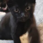 beautiful mixed breed kittens