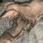 sphynx kittens