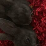 2 bonding Beveren rabbits most cutest little things you’ll ever see