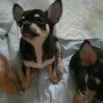3 Chihuahua Pups for sale