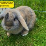 male rabbit for rehoming