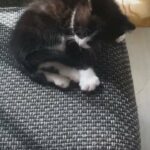 2 kittens for sale