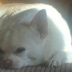any dog for £400 or under please