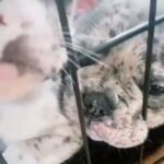 Beautiful French Bulldog puppies