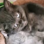 British Blue Short Hair Kittens