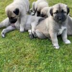 Kangal puppies