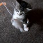 4 kitten for sale