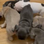 French bulldogs for sell only 2 girls left