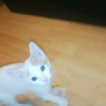 Beautiful Kittens