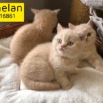 pedigree British shorthair