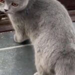 British Short hair adult female