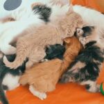 Maine coon X Ragdoll fluffy kittens