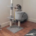 3 Male Scottish Fold x Bengal Kittens