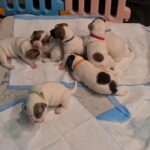 Staffordshire Bull Terrier x American Bulldog puppies in Surrey