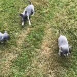 XXXS KC Reg Blue & Tan Chihuahua Pups