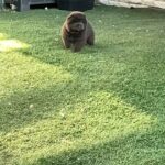 blue chow male