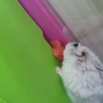 selling my hamster