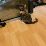 female calaco kitten