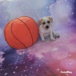 Jack Russell