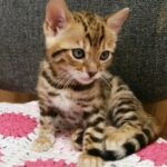 Beautiful bengal active kitten