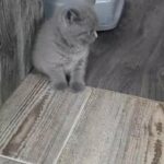 British ShortHair kittens