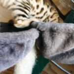Pedigree female bengal active