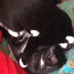 2 male kittens for sale
