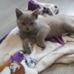 Lilac BritishShorthair /Scottish Straight Kitten 9 weeks