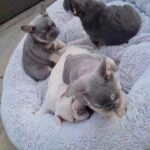 Gorgeous french bulldog pups