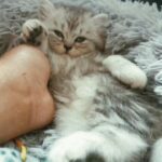 Persian Chinchilla kitten available