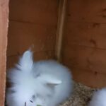 Beautiful Bunnies