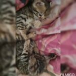 TICA registered Rosetted/Marbled Bengal kittens