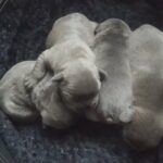 We love to cuddle ??