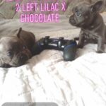 Deluxe lilac french bulldog puppies for sale