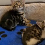ready now, playful healthy kittens