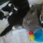 Russian blue X ragdoll kittens