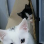 3 beautiful kittens available