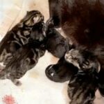 bombay mix kittens