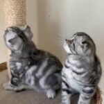 ready to go Scottish fold boy