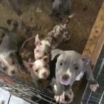ABKC American micro/pocket bully(ABKC)