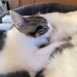 Tabby and white kitten for sale