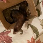 European ferrets
