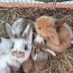 Baby Rabbits