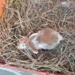 rabbits rabbits