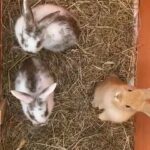 Baby Rabbits
