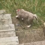 blue brindle Xl Bully Cross Shar pei