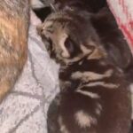Two Beautiful Kittens for Sale in Manchester