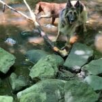 dogs enjoying the river on our walk